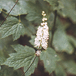 Cimicifuga racemosa