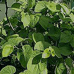 Piper methysticum (Kava)